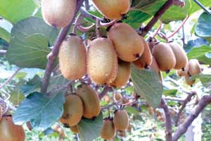 किवीले गर्छ कमाल