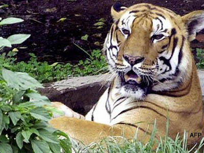 जनावरको संख्या बढेर आपत्