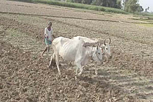 कञ्चनपुरका गाउँगाउँमा भ्यागुताको बिहे