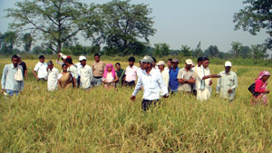 नयाँ बीउ खेतमा पुगेन