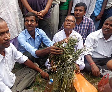 औद्योगिक रसायनले धानखेती सखाप