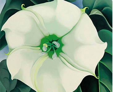 एउटा सेतो फूल रु. साढे ४ अर्बको