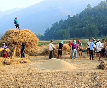 धान भित्र्याउने बेला (फोटो फिचर)