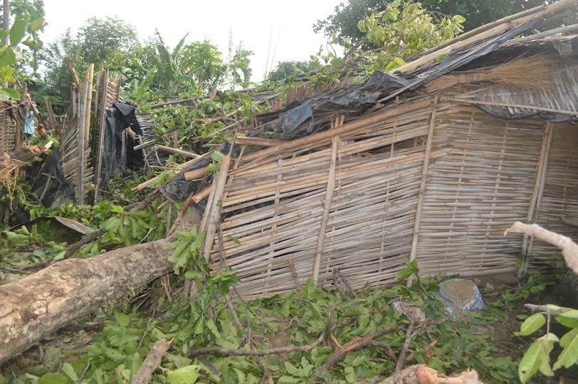 हुरीले रुख ढल्दा किचिएर एकको मृत्यु