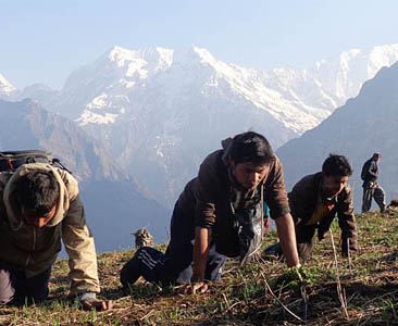 यार्सा टिप्ने निहुँमा वन्यजन्तु शिकार