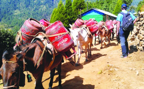 भारत निर्भरताको परिणाम