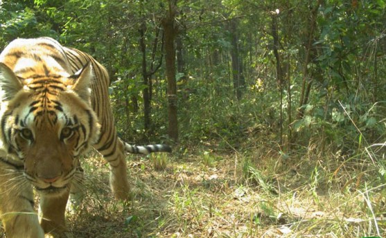 बाँके निकुञ्जमा पाटे बाघको गणना