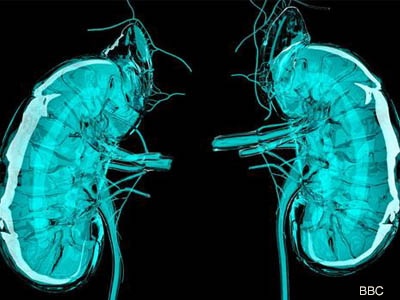 संभव हुँदैछ मानव अंग उत्पादन