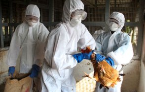 चितवनमा फेरि बर्डफ्लु, साढे १४ हजार कुखुरा नष्ट