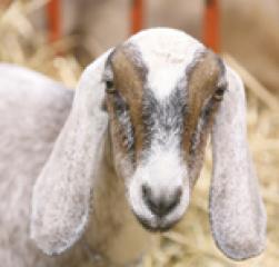 बोका चोरबाट नब्बे हजार क्षतिपूर्ति असुल