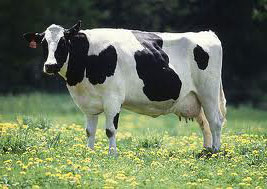 गर्भाधान लागि कालिकोटका गाई सुर्खेतमा