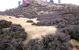 घँगारु आक्रमण!