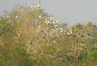 ढिलो गरी आए पाहुना चरा