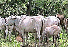 भारततर्फ लैजांदै गरिएका ५९ ओटा गाई–गोरु प्रहरी नियन्त्रणमा