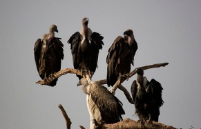 मनाङ डाइक्लोफेनिक मुक्त जिल्ला घोषणा