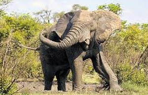 हात्तीको आक्रमणबाट बृद्धाको मृत्यु