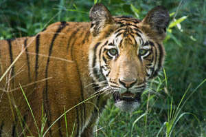 बाघको आक्रमणबाट दुईको मृत्यु