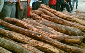 एक ट्रक रक्तचन्दन सहित चारजनालाई नियन्त्रणमा