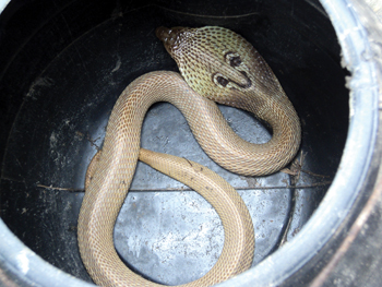 सतायो सर्पदंशले