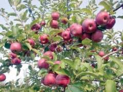 गाउँमा स्याउ कुहिए, बजारमा विदेशबाट आयात