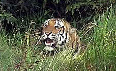 बाघले बच्चा खायो