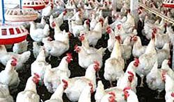 काभ्रेलाई पनि बर्डफ्लु संकटग्रस्त क्षेत्र घोषणाको तयारी