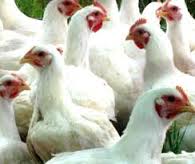 भक्तपुरलाई बर्डफ्लु सङ्कटग्रस्त क्षेत्र घोषणा गर्न ढिलाई