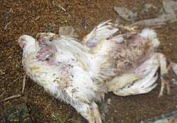 तनहुँमा डेढ सय कुखुरा मरे, बर्डफ्लुको शंका