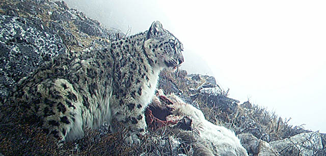 हिउँ चितुवाको संख्या बढ्यो (तस्वीरसहित)
