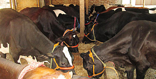 प्रेमचन्द्रको पौरख