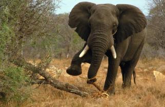 हात्ती आतङ्क : सुरक्षाकर्मी परिचालन