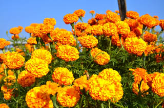 पाँच वर्षपछि फुल्यो सयपत्री