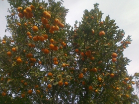 धेरै फल्यो सुन्तला