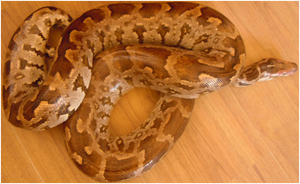 अजिंगरसहित एक जना पक्राउ