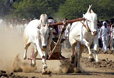 दिलिप यादवको गोरुगाडा विजयी