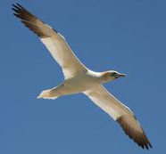 जाडो छल्न चराहरु चितवनमा