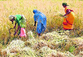 ३६ अर्बको धान उत्पादन