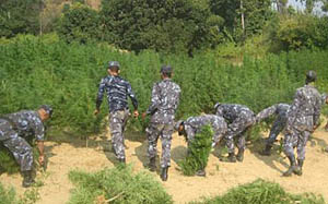 एघार बिघाको गाँजाखेती नष्ट