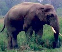 बारामा हात्ती आतंक