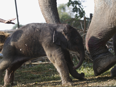 सृजनाकली आमा बनी (भीडीओसहित)