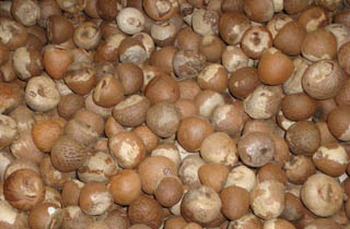 बीस क्वीण्टल सुपारी बरामद