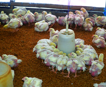 कतारको कमाइ गाउँमै