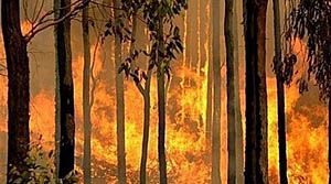 डढेलोले  १० हजार हेक्टर वन क्षेत्र सखाप