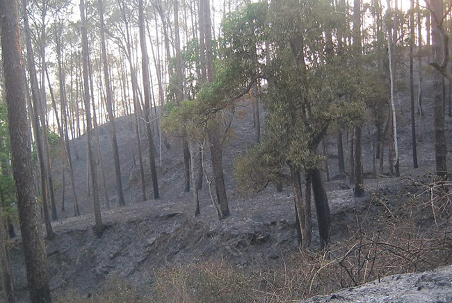 धनकुटा बजार नजिक आगलागी