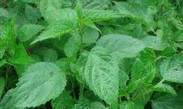 देवर–भाउजूबीच सिस्नुपानी लगाएर विशु पर्व मनाइयो