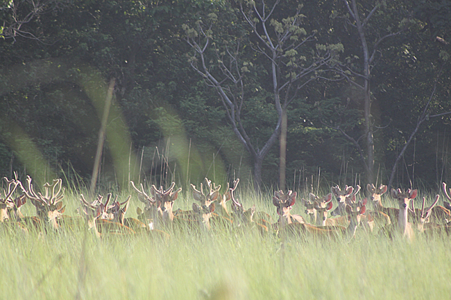 १३१ बाह्रसिङ्गा बढे