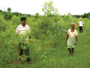 उजाड ठाउँ हराभरा